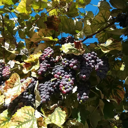 La Caveja Pietravairano